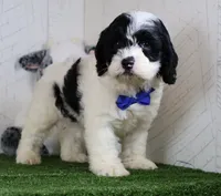 Chip, a male Cockapoo for sale in Millersburg, OH – 3 of 3