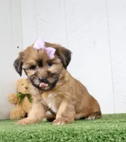 Meadow, a female Shih Tzu and Yorkshire Terrier for sale in Millersburg, OH – 2 of 5