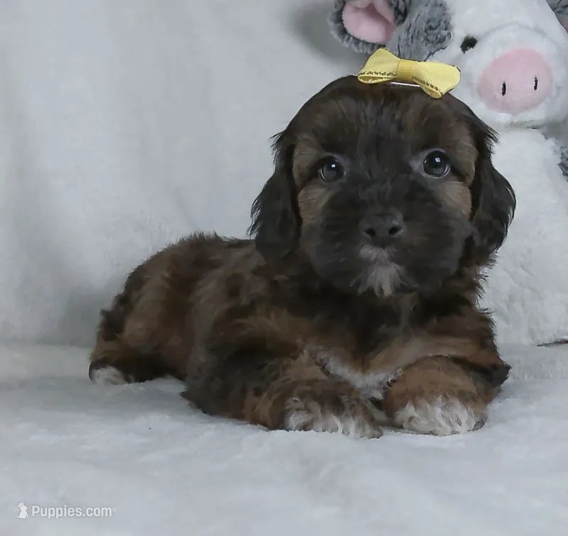 Mindy – Yorkipoo puppy for sale in Millersburg, OH