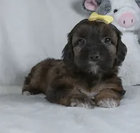 Mindy, a female Yorkipoo for sale in Millersburg, OH – 1 of 5