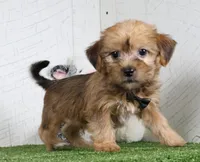 Ike, a male Shih Tzu and Yorkshire Terrier for sale in Millersburg, OH – 6 of 7