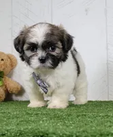Josh, a male Shih Tzu for sale in Millersburg, OH – 4 of 4