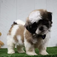 Travis, a male Shih Tzu for sale in Millersburg, OH – 4 of 6