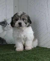 Bailey, a female Bichon Frise for sale in Millersburg, OH – 4 of 5