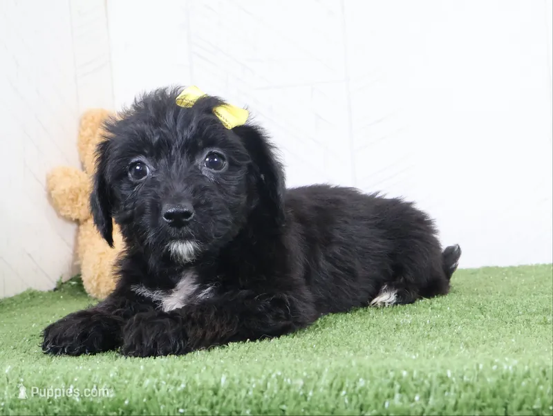 Pixel – Bichon Frise, Yorkshire Terrier puppy for sale in Millersburg, OH