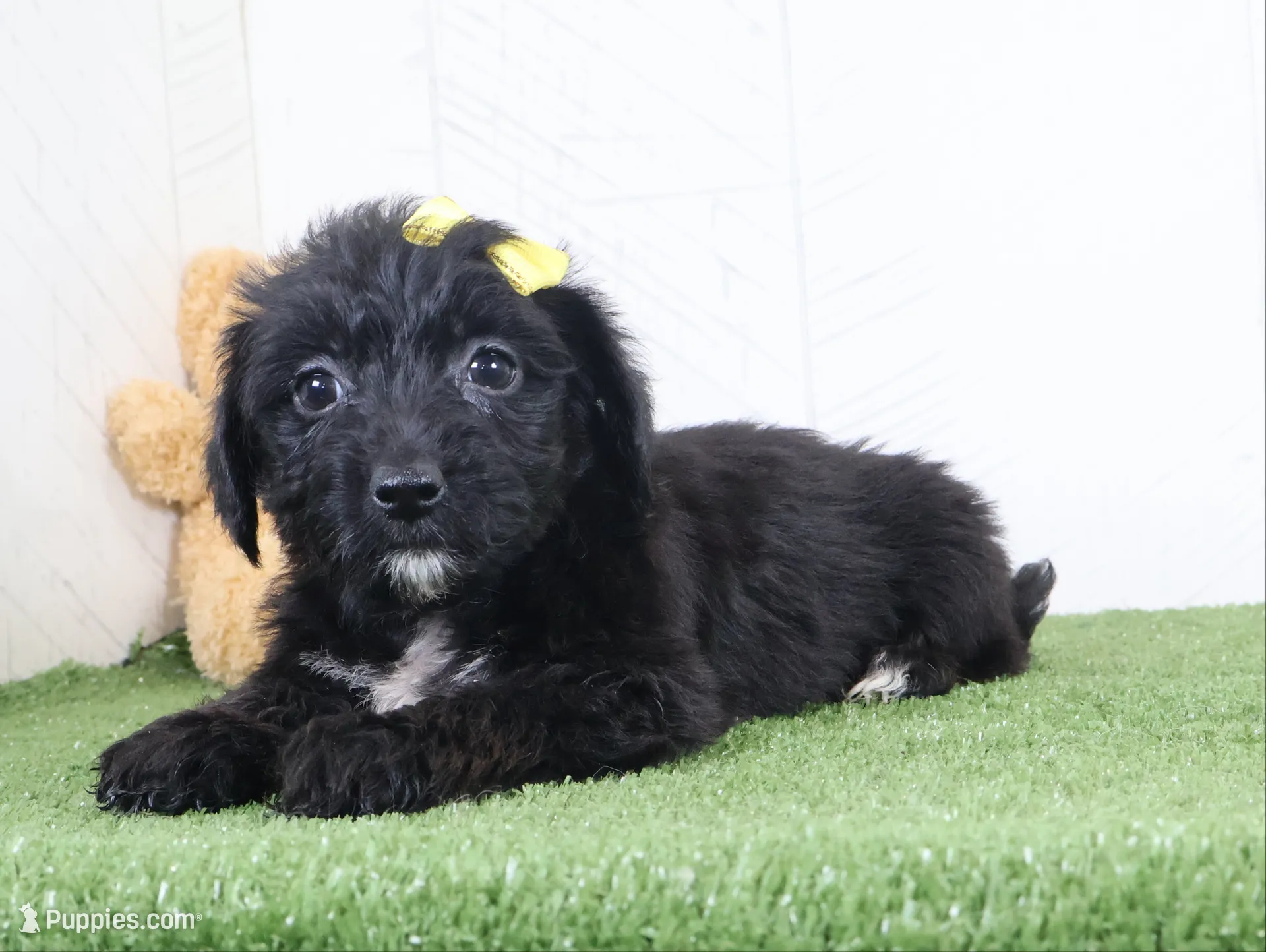 Pixel, a female Bichon Frise and Yorkshire Terrier for sale in Millersburg, OH – 1 of 3