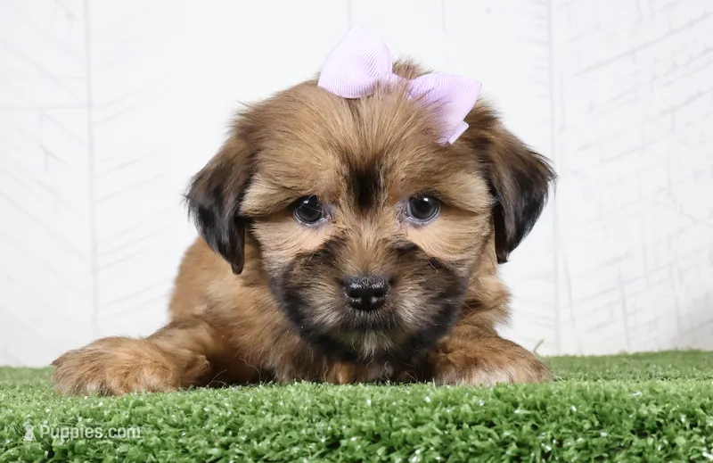 Meadow – Shih Tzu, Yorkshire Terrier puppy for sale in Millersburg, OH