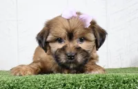 Meadow, a female Shih Tzu and Yorkshire Terrier for sale in Millersburg, OH – 1 of 5
