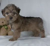 Kaleb, a male Yorkipoo for sale in Millersburg, OH – 3 of 4