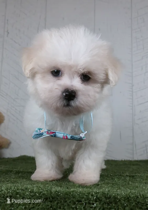 Benson – Bichon Frise puppy for sale in Millersburg, OH