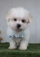 Benson, a male Bichon Frise for sale in Millersburg, OH – 1 of 5
