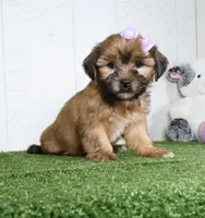 Meadow, a female Shih Tzu and Yorkshire Terrier for sale in Millersburg, OH – 4 of 5