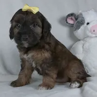 Mindy, a female Yorkipoo for sale in Millersburg, OH – 4 of 5