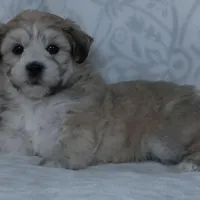 Bruno, a male Bichon Frise and Shih Tzu for sale in Millersburg, OH – Photo 4 of 5