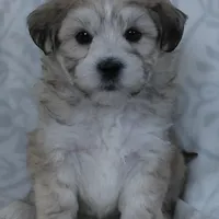 Bruno, a male Bichon Frise and Shih Tzu for sale in Millersburg, OH – Photo 3 of 5