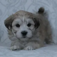 Bruno, a male Bichon Frise and Shih Tzu for sale in Millersburg, OH – Photo 2 of 5