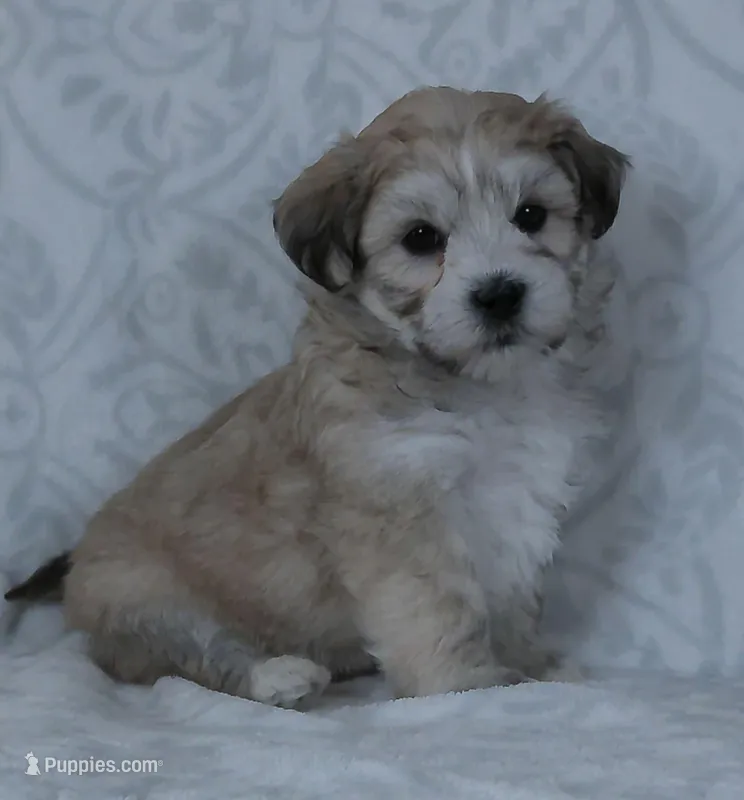 Bruno, a male Bichon Frise and Shih Tzu for sale in Millersburg, OH – Photo 1 of 5