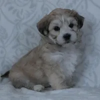 Bruno, a male Bichon Frise and Shih Tzu for sale in Millersburg, OH – Photo 1 of 5