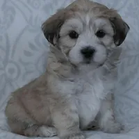 Bruno, a male Bichon Frise and Shih Tzu for sale in Millersburg, OH – Photo 5 of 5