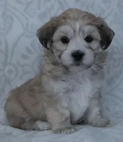 Bruno, a male Bichon Frise and Shih Tzu for sale in Millersburg, OH – Photo 5 of 5