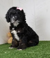 Darla, a female Cockapoo for sale in Millersburg, OH – 5 of 5