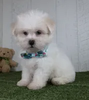 Benson, a male Bichon Frise for sale in Millersburg, OH – 5 of 5