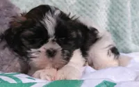 Patches, a male Shih Tzu for sale in Millersburg, OH – 2 of 5