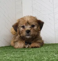 Ike, a male Shih Tzu and Yorkshire Terrier for sale in Millersburg, OH – 7 of 7