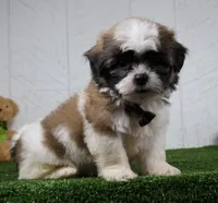 Travis, a male Shih Tzu for sale in Millersburg, OH – 5 of 6