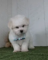 Benson, a male Bichon Frise for sale in Millersburg, OH – 2 of 5