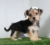 Iyla, a female Bichon Frise and Yorkshire Terrier for sale in Millersburg, OH – 3 of 5