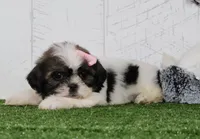 Dolly, a female Shih Tzu for sale in Millersburg, OH – 3 of 5