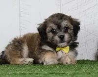 Cade, a male Bichon Frise and Shih Tzu for sale in Millersburg, OH – 2 of 4
