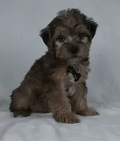 Kaleb, a male Yorkipoo for sale in Millersburg, OH – 1 of 4