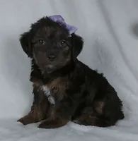 Remi, a female Yorkipoo for sale in Millersburg, OH – 3 of 4