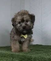 Arnie, a male Shorkie for sale in Millersburg, OH – 3 of 4