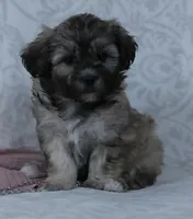 Gracie, a female Bichon Frise and Shih Tzu for sale in Millersburg, OH – Photo 1 of 3