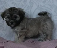 Gracie, a female Bichon Frise and Shih Tzu for sale in Millersburg, OH – Photo 2 of 3