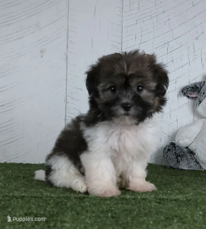 Mia – Bichon Frise puppy for sale in Millersburg, OH