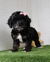 Darla, a female Cockapoo for sale in Millersburg, OH – 4 of 5