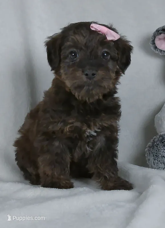 Norie – Yorkipoo puppy for sale in Millersburg, OH
