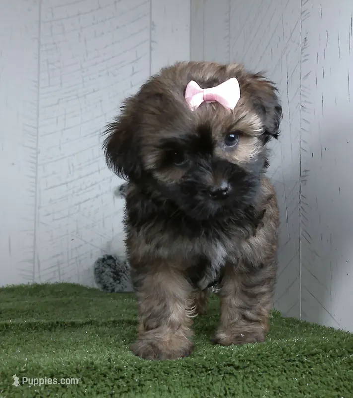 Lizzie – Shorkie puppy for sale in Millersburg, OH