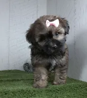 Lizzie, a male Shorkie for sale in Millersburg, OH – 1 of 4