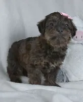 Norie, a female Yorkipoo for sale in Millersburg, OH – 3 of 3