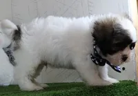 Bryan, a male Bichon Frise and Shih Tzu for sale in Millersburg, OH – 2 of 5