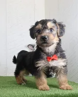 Parker, a male Bichon Frise and Yorkshire Terrier for sale in Millersburg, OH – 4 of 4