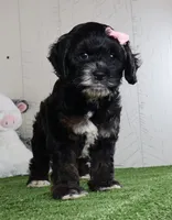 Darla, a female Cockapoo for sale in Millersburg, OH – 3 of 5