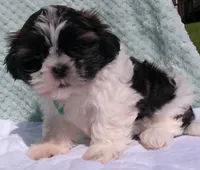 Patches, a male Shih Tzu for sale in Millersburg, OH – 3 of 5