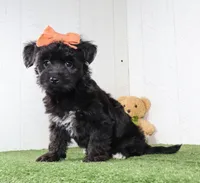 Kacey, a female Bichon Frise and Yorkshire Terrier for sale in Millersburg, OH – 6 of 6
