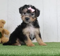 Polly, a female Bichon Frise and Yorkshire Terrier for sale in Millersburg, OH – 3 of 3